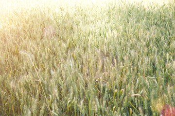 A large piece of wheat in the field that is about to mature