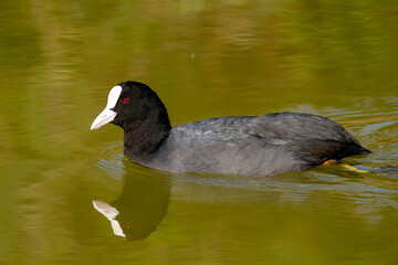 coot po delta regional park comacchio iitaly