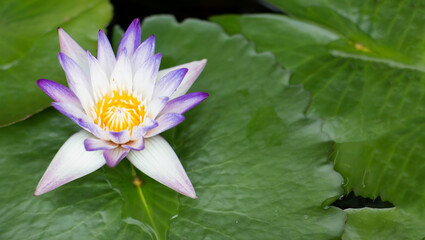 Purple and white lotus flower or water lily. Beautiful purple and white water lily or lotus flower in pond. Lotus flower on the pond in sunny day.