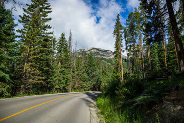 Mountain Norquay. Forest road hiking. Travel to Banff, Alberta, Canada