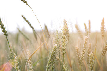 The ripening wheat in the summer wheat field