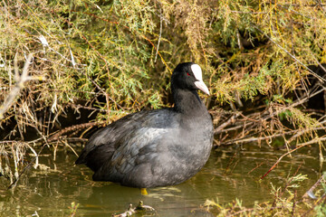 coot po delta regional park comacchio iitaly