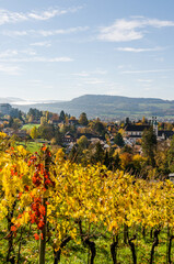 Arlesheim, Dom, Weinberg, Birstal, Birsebene, Dorf, Dornach, Herbst, Herbstlaub, Baselland, Schweiz