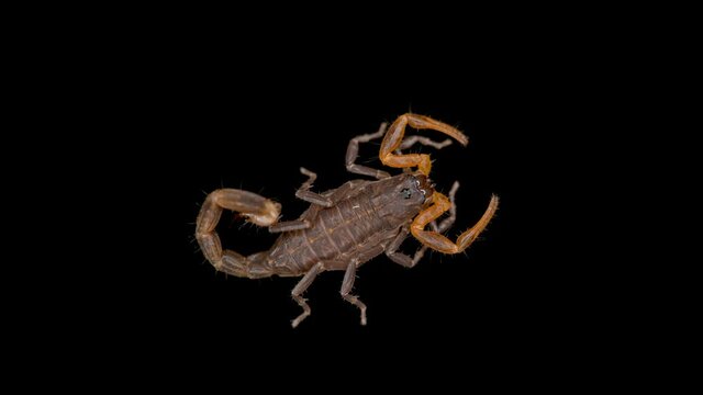 Parthenogenetic scorpion Lychas tricarinatus, family Buthidae, Distributed in India, feeds on insects and their larvae. Life expectancy is about 7 years. Macro