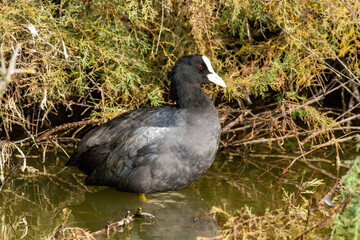 coot po delta regional park comacchio iitaly