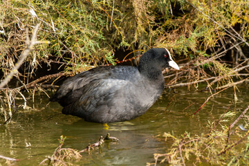 coot po delta regional park comacchio iitaly