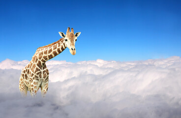 Obraz premium Cute giraffe in the sky