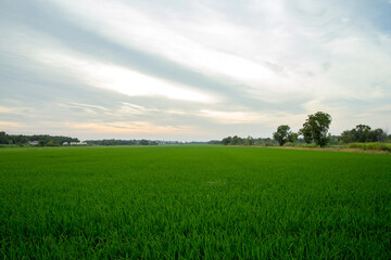 Rice field and sky background in thailand