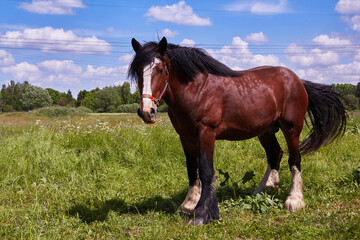 Obraz premium horse on summer sunny day in the field