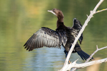 minor shag po delta regional park comacchio iitaly