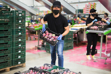 Focused workman in face mask stacking boxes with selected mangoes on fruits sorting department