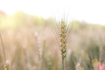 Close-up of wheat ears ripening in summer