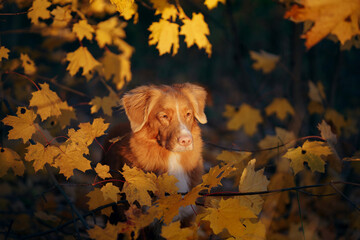 dog peeps out of leaves. red Nova Scotia Duck Tolling Retriever in autumn park. 