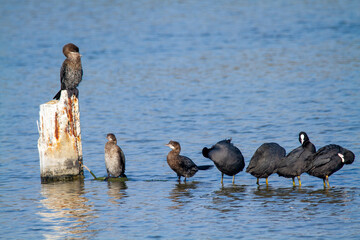 cormorants hunting the po delta
