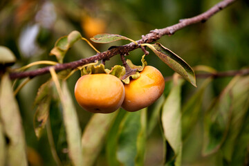 Persimmon tree with many persimmons in autumn. Persimmons that are ripened on the branches