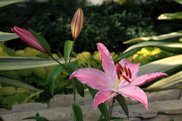 ジャスティナ（ユリ）