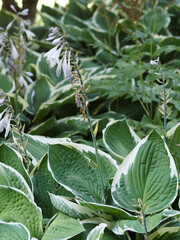 Hosta undulata ‘Albomarginata’ or plantain lily flower. Green, puckered, broad leaves with a slightly wavy white margin and lavender flowers on upright scapes © Marc