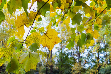 風景をぼかして紅葉したユリノキの葉／Liriodendron tulipifera