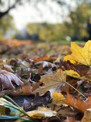 autumn leaves on the ground