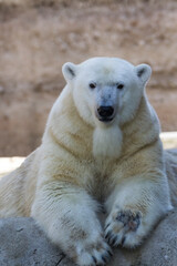 A polar bear lies quietly on a rock