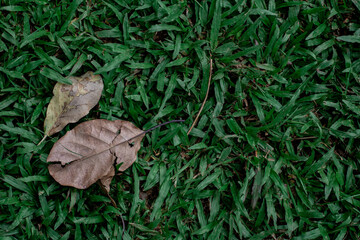 Green grass texture for background. Green lawn pattern and texture background. Close-up.