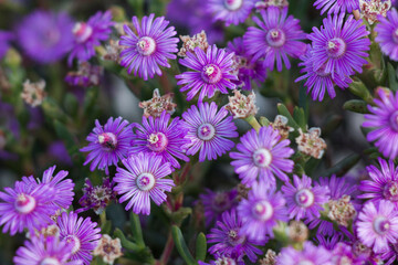 Obraz premium Bright purple Vygies (Lampranthus hoerleinianus) flowers close up succulent plant