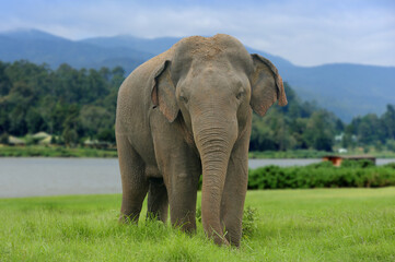 Obraz premium Elephants in National Park of Sri Lanka