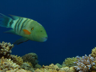 Broomtail wrasse in Red sea