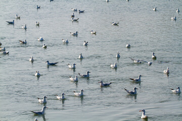 seagulls hunting the po delta