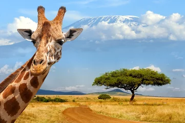 Photo sur Plexiglas Kilimandjaro Giraffe on Kilimanjaro mount background