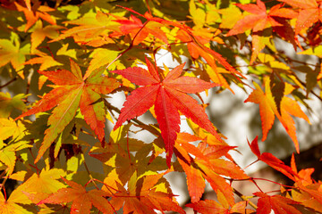 京都市の紅葉したもみじ