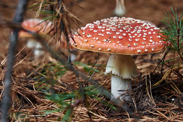Big red fly agaric on the ground in coniferous needles