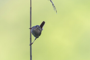 wren singing on a blade of grass