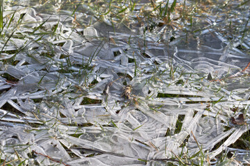 Ice between blades of grass