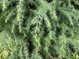 close up of needles of pine tree