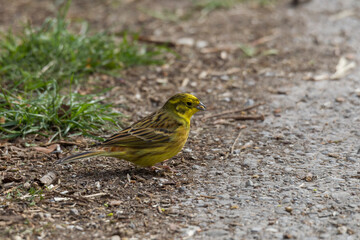Fototapeta premium Yellowhammer looks for food on the forest floor