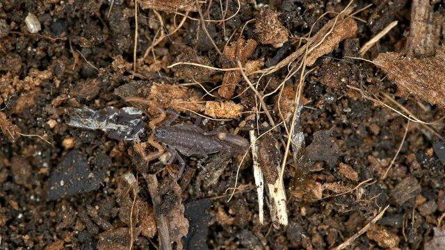Parthenogenetic scorpion Lychas tricarinatus, family Buthidae, Distributed in India, feeds on insects and their larvae. Life expectancy is about 7 years. Macro