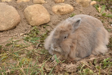 Decorative rabbit for a walk