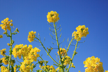菜の花