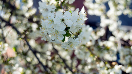 Blossoming cherry trees  in spring