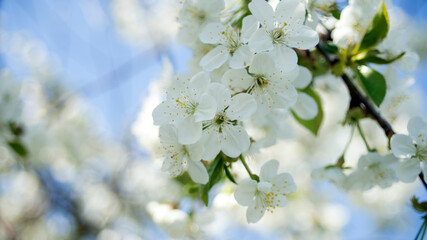 Blossoming cherry trees  in spring