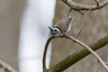 tit on a branch in the forest