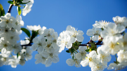 Obraz premium Blossoming cherry trees in spring