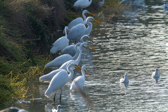 white heron po delta regional park comacchio iitaly