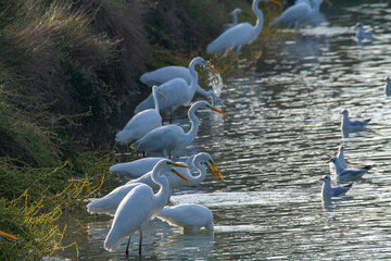 white heron po delta regional park comacchio iitaly