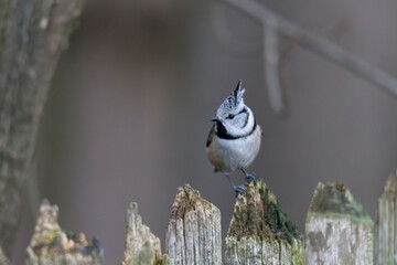 Fototapeta premium tit on a branch in the forest