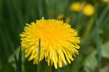 Dandelion