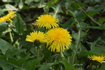 Dandelion