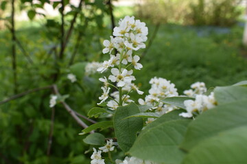 white flowers of a tree
