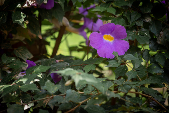 View of thunbergia erecta which is a herbaceous perennial climbing plant. Also known as bush clockvine, king's-mantle and potato bush. Beautiful purple flowers.